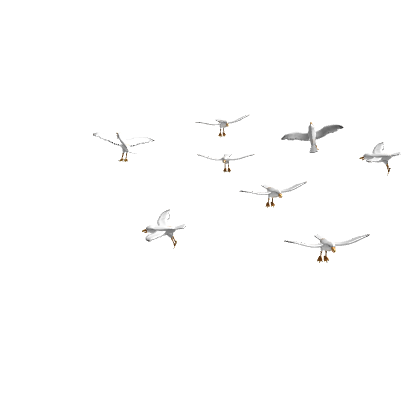 Flock of Attack Seagulls